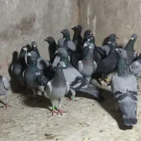 کفتر هوایی جوون|پرنده|شیراز, دارالرحمه|دیوار