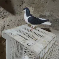 معاوضه با دم سفید یا خوشرنگ