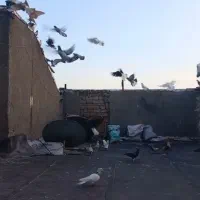 ۵۵ تا گفتر زدوخورد