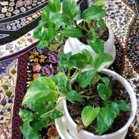 گل پتوس|گل و گیاه طبیعی|تربت جام, حافظ|دیوار