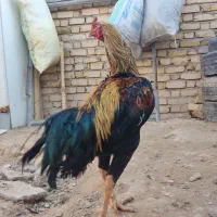 خروس لاری|حیوانات مزرعه|بزینه رود, |دیوار