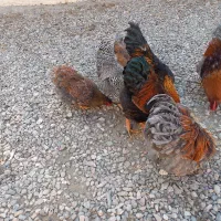 مرغ خروس زینتی ولاری