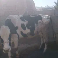 گاو‌سمینتال‌باگوساله|حیوانات مزرعه|بجنورد, |دیوار