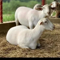 اجاره دامداری