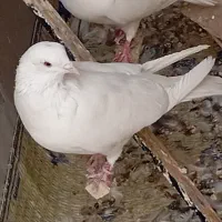 کبوتر سفید فروشی