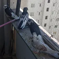 کبوتر پرشی|پرنده|پردیس, فاز ۱۱|دیوار