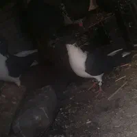 کفتر|حیوانات|فولادشهر, C1|دیوار