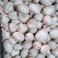 قارچ لوکس