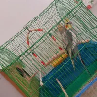 دو عدد عروس هلندی نروماده