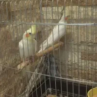 دو عروس هلندی ماده لوتینو|پرنده|تهران, آهنگ|دیوار