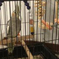 عروس هلندی ماده با قفس|پرنده|بندر انزلی, متروپل|دیوار