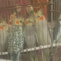 عروس هلندی نر و ماده بالغ دستی سخن گو