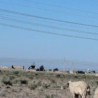 شیشک قوچ سنجابی