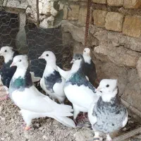 یه دسته ۷تایی طوقی بهبهونی زرنگ زرنگ نر|پرنده|شیراز, شهرک امیر کبیر|دیوار