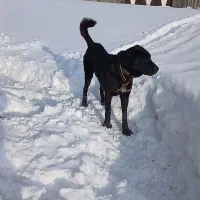 سگ سرابی گله