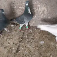 پلاکی نر کبوتر