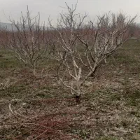 کارگر باغ باغبانی بیل زنی|خدمات باغبانی و درختکاری|ارومیه, |دیوار