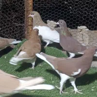 کبوتر شهری|پرنده|شیراز, شهرک گلستان|دیوار