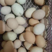 تخم مرغ محلی ، اردک و قاز