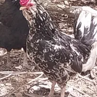 تخم مرغ گلین باکیفیت رنگ بندی بدون غلط ریش فول