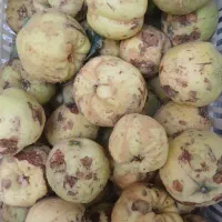 فروش ((به)) درجه ۱ ودرجه۲|خدمات باغبانی و درختکاری|بهمن صغاد, |دیوار