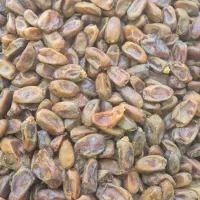 خرمای ضایعتی