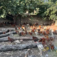 مرغ وخروس|پرنده|مینودشت, |دیوار
