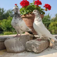 کفترهای پرشی آسمون خراش|پرنده|مشکین‌دشت, |دیوار