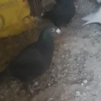 کفتربوم|پرنده|سیدآباد, |دیوار