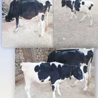 گاو و گوساله هلشتاین درجه یک
