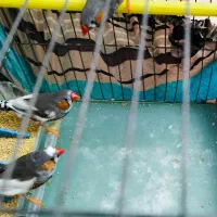 فنچ نر و ماده ۶ عدد دونه ای صد تومن