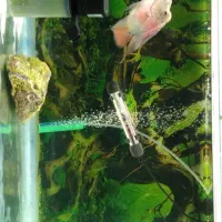 فروش ماهی فلاور باکس نر