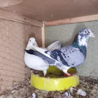 پلاکی زاجر مسافتی ،باهم جفتی800|پرنده|حمیدیا, |دیوار