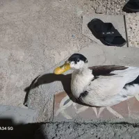 یک عدد اوردک  با مرغ هم معاوضه میکنم