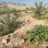 فروش یک ونیم هکتار زمین کشاورزی|فروش زمین و ملک کلنگی|ریز, |دیوار