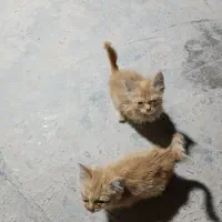 واگذاری بچه گربه