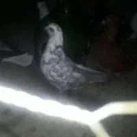 کبوترگم شده