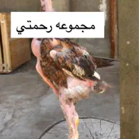 جوجه لاری اصیل|حیوانات مزرعه|تهران, ایران|دیوار