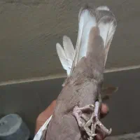 پلاکی و بهبونی و کفتر رایگان|پرنده|شیراز, انجیر|دیوار