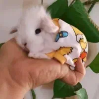 فروش انواع خرگوش مینیاتور ، لوپ ،جرسی واکسینه شده|موش و خرگوش|خرمآباد, |دیوار