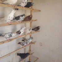 کبوتر پرشی