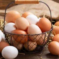 فروش تخم مرغ بومی و کاملا ارگانیک