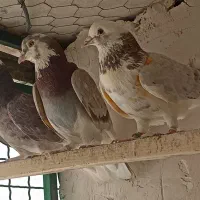 کفتر|پرنده|شهریار, اصیل آباد|دیوار