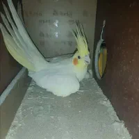 عروس هلندی گمشده ماده