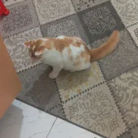 واگذاری گربه شکمو|گربه|قائمشهر, |دیوار