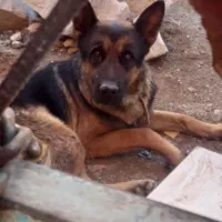 سگ ژرمن|سگ|بیرجند, |دیوار