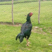 مرغ و خروس لاری