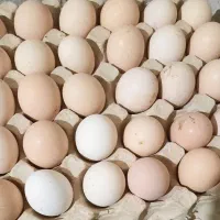 تخم مرغ نطفه دار لاری