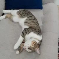 نیلو برای واگذاری