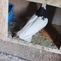 یک جفت کفتر طوقی پرشی عالی|پرنده|تهران, شادآباد|دیوار